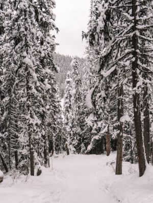 snow on trees in lake louise