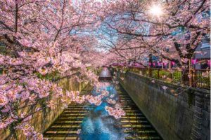 best time to visit tokyo cherry blossom season
