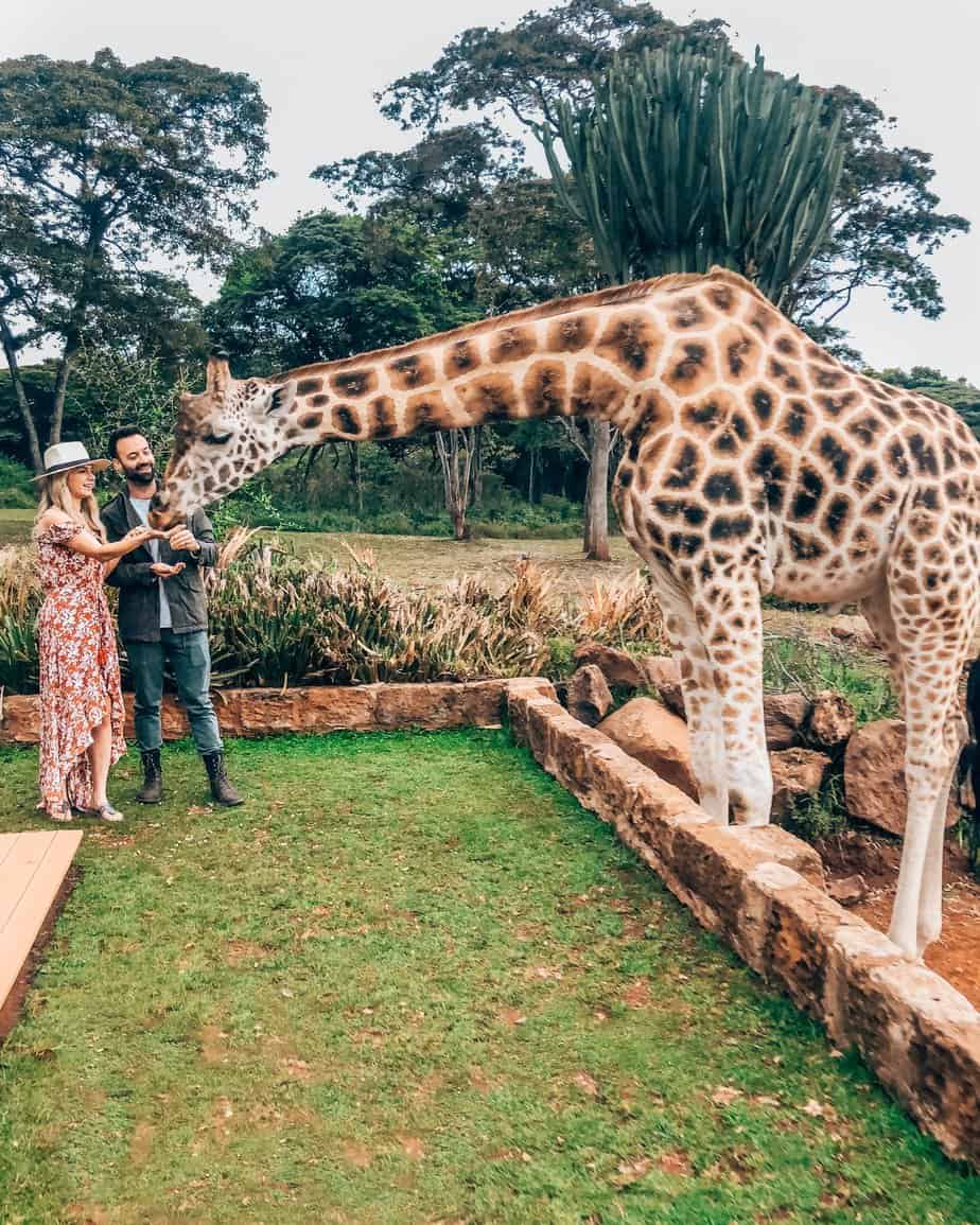 kenya safari giraffe manor