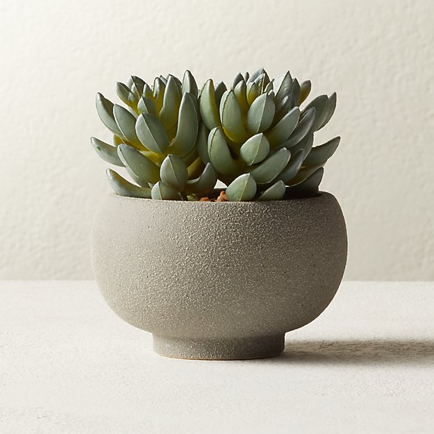 faux plant