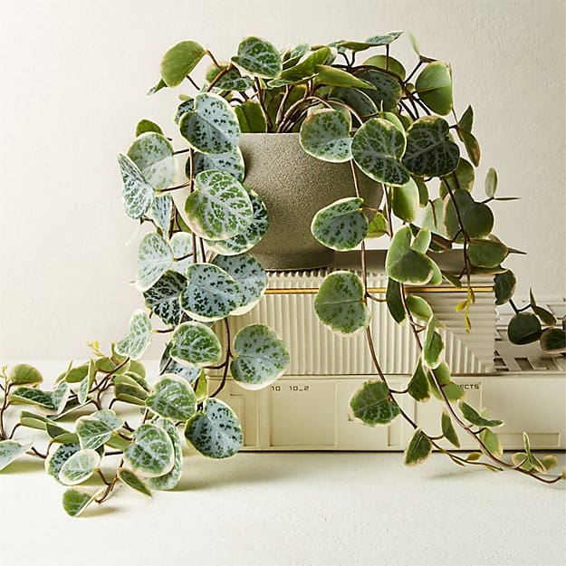 faux plant